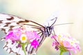 Butterfly sucking nectar of pink flower Royalty Free Stock Photo