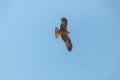 Flying raptor buzzard Royalty Free Stock Photo