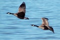 Flying Canada Geese