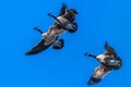 Flying Canada Geese