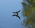 Flying Canada Geese Royalty Free Stock Photo