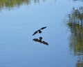 Flying Canada Geese Royalty Free Stock Photo