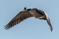 Flying Canada Goose