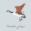 Flying Canada goose. Vintage collection of birds. Vector illustration. Royalty Free Stock Photo