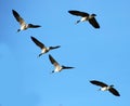 Flying canadian geese in formation during migration flight Royalty Free Stock Photo