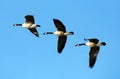 Flying canadian geese in formation during migration flight Royalty Free Stock Photo