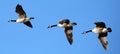 Flying canadian geese in formation during migration flight Royalty Free Stock Photo