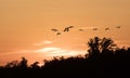 Flying Canadian Geese Team at Sunset Royalty Free Stock Photo