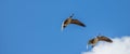 Flying Canadian geese under blue sky and white cloud Royalty Free Stock Photo