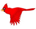 Flying cardinal bird Royalty Free Stock Photo