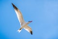 Caspian Tern Hydroprogne caspia