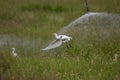 Flying Cattle egret Bubulcus ibis Royalty Free Stock Photo