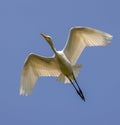 Flying Cattle Egret Royalty Free Stock Photo