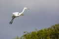 Flying cattle egret