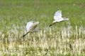 Flying cattle egrets