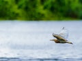 A flying cattle heron in flight