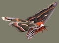 Flying cecropia moth Royalty Free Stock Photo