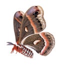 Flying Cecropia moth isolated on white Royalty Free Stock Photo