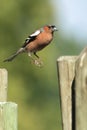 Flying chaffinch Royalty Free Stock Photo