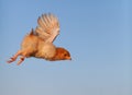 Flying chicken Royalty Free Stock Photo