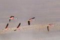 Flying Chile Flamingos, Phoenicopterus Chilensis, Surire Lagoon Salt Lake Natural Monument, Chile