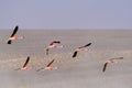 Flying Chile Flamingos, Phoenicopterus Chilensis, Surire Lagoon Salt Lake Natural Monument, Chile