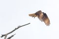 Flying Chimango caracara isolated on a white background