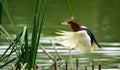 Flying Chinese Pond-Heron