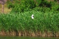 The flying Chinese Pond-heron