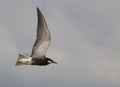 Flying chlidonias niger