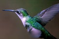 Flying closeup hummingbird.