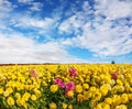 Flying clouds on a windy spring day