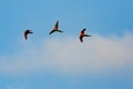 Flying colorful aras in blue sky, three parrot birds Royalty Free Stock Photo