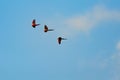 Flying colorful aras in blue sky, three parrot birds Royalty Free Stock Photo