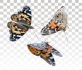 Flying colorful butterfly on transparentr background. Icon set. Vector illustration Royalty Free Stock Photo