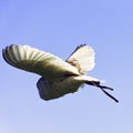 Flying common barn owl  Tyto alba in Warwick, UK Royalty Free Stock Photo