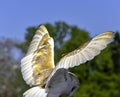 Flying common barn owl  Tyto alba in Warwick, UK Royalty Free Stock Photo