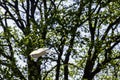 Flying common barn owl  Tyto alba in Warwick, UK Royalty Free Stock Photo