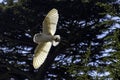 Flying common barn owl  Tyto alba in Warwick, UK Royalty Free Stock Photo