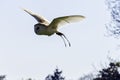 Flying common barn owl  Tyto alba in Warwick, UK Royalty Free Stock Photo