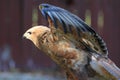 Flying common buzzard