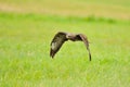 Flying Common Buzzard