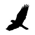 Flying Common Buzzard Buteo Buteo Silhouette Found In Europe, Russia, Asia And Northern Africa