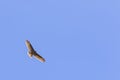 Flying Common Buzzard at a clear summer sky Royalty Free Stock Photo