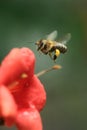 Flying common carder bumblebee