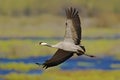 Flying Common Crane, Grus grus, big bird in the nature habitat, Lake Hornborga, Sweden. Wildlife scene from Europe. Grey crane wit
