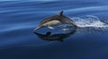 A flying common dolphin
