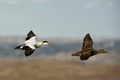 Flying Common Eider - Somateria mollissima is a large sea-duck that is distributed over the northern coasts of Europe, North