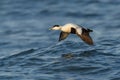 Flying Common Eider - Somateria mollissima is a large sea-duck that is distributed over the northern coasts of Europe, North