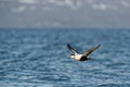 Flying Common Eider - Somateria mollissima is a large sea-duck that is distributed over the northern coasts of Europe, North